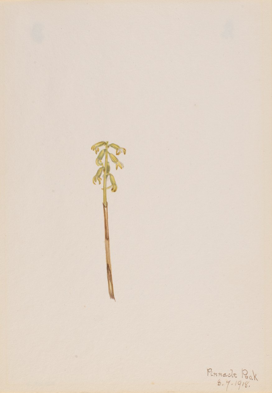 Corathorhiza corallorhiza, 1918. od Mary Vaux Walcott
