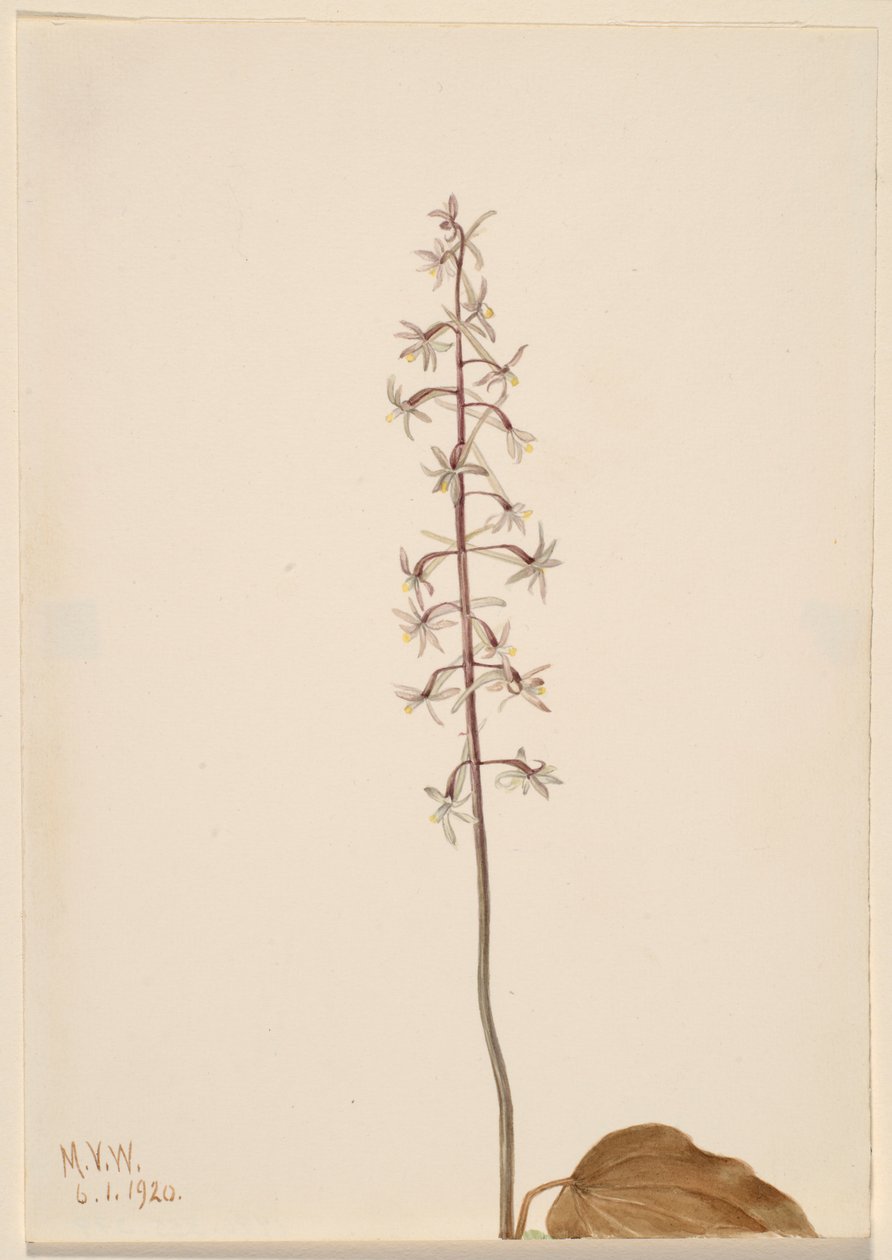 Orchis jeřábovec jednokvětý (Tipularia uniflora) od Mary Vaux Walcott