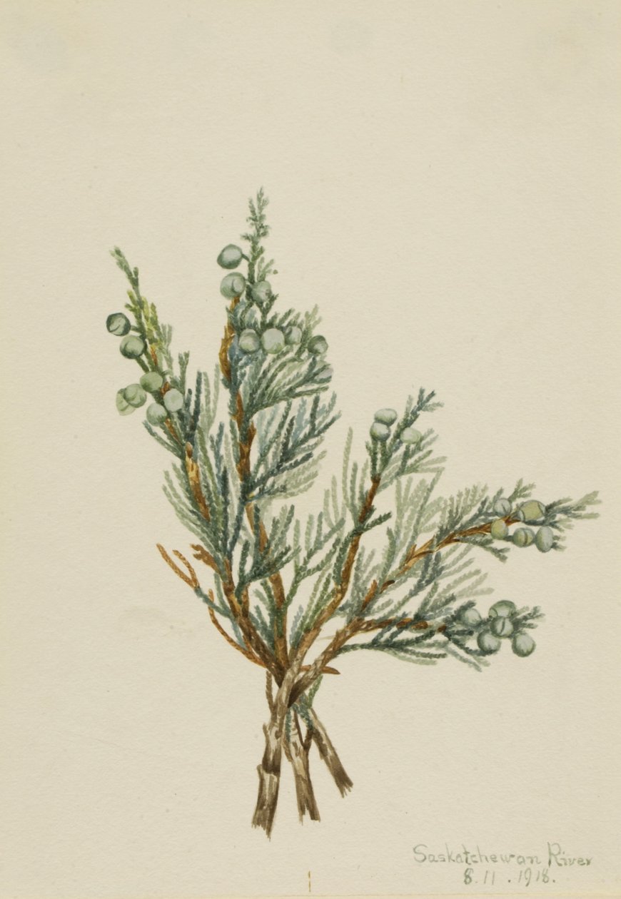 Jalovec plazivý (Juniperus horizontalis) od Mary Vaux Walcott