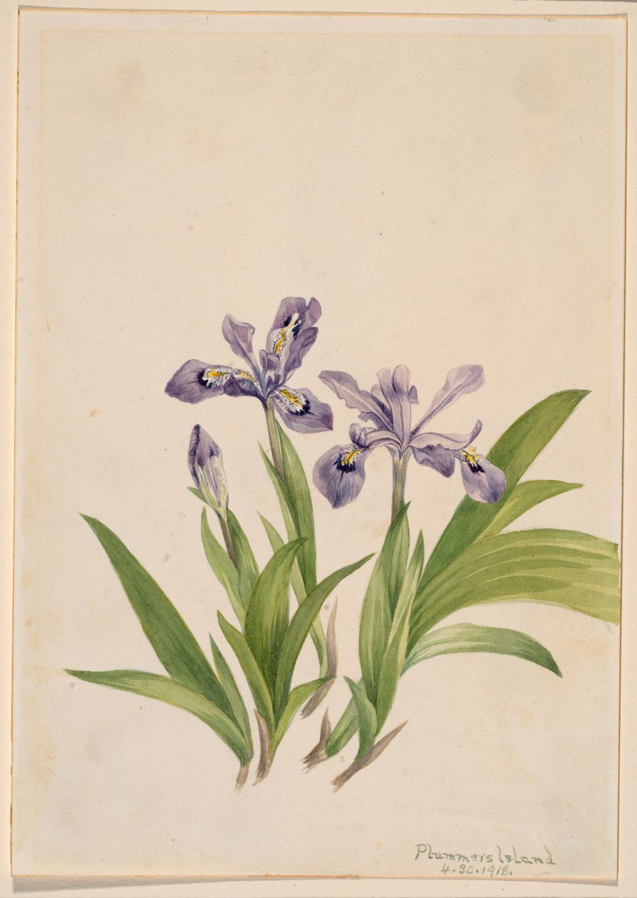 Kosatec chocholatý (Iris cristata) od Mary Vaux Walcott