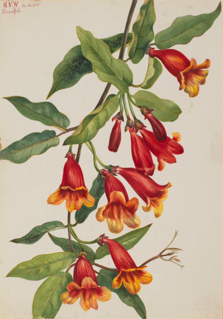 Křížovka (Anisostichus capreolatus) od Mary Vaux Walcott