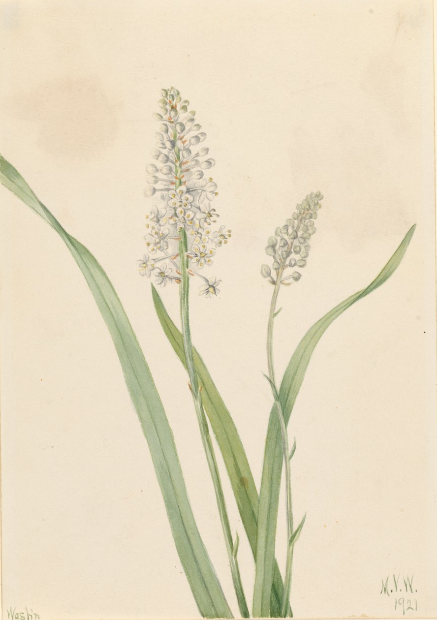 Vraní jed (Chrosperma muscaetoxicum) od Mary Vaux Walcott