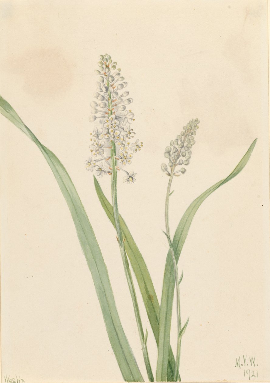 Crowpoison Chrosperma muscaetoxicum, 1921. od Mary Vaux Walcott