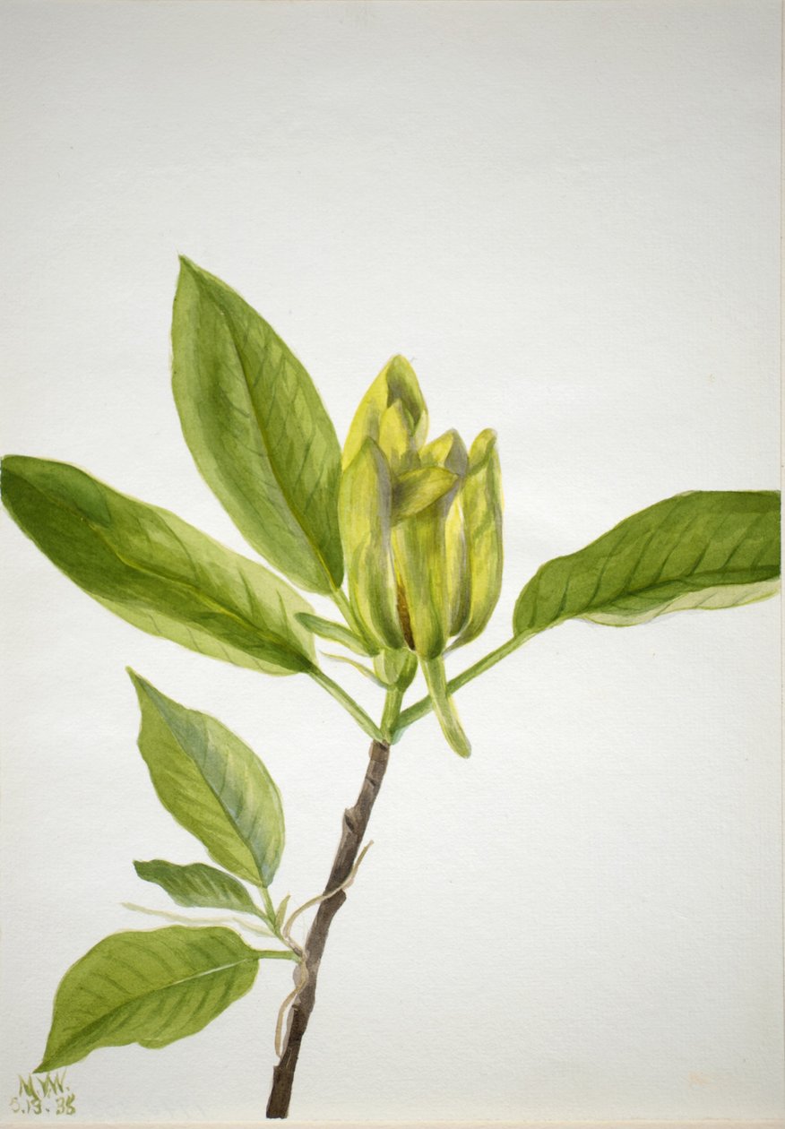 Okurkovník (Magnolia scuminata) od Mary Vaux Walcott