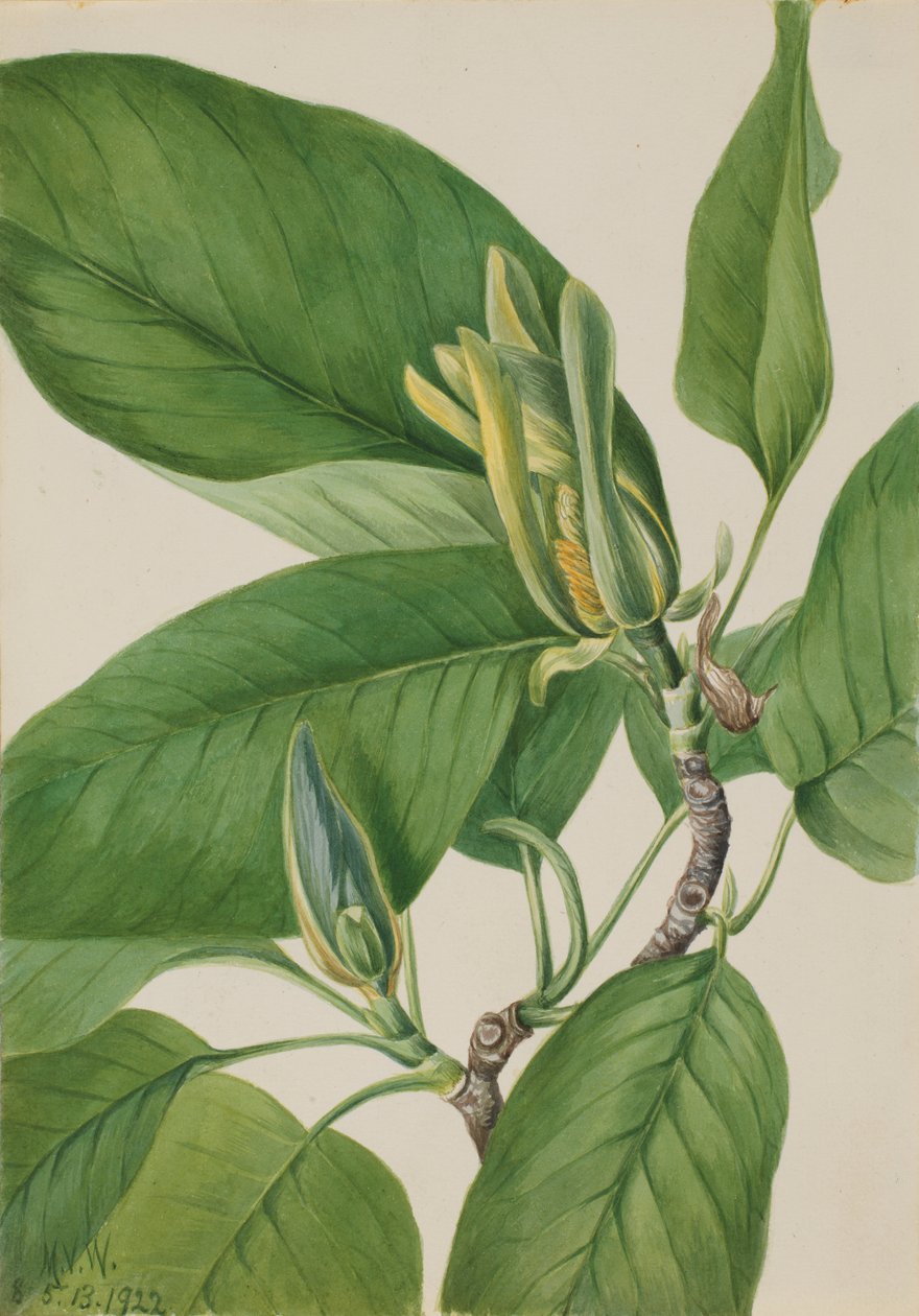 Okurkovník (Magnolia acuminata) od Mary Vaux Walcott