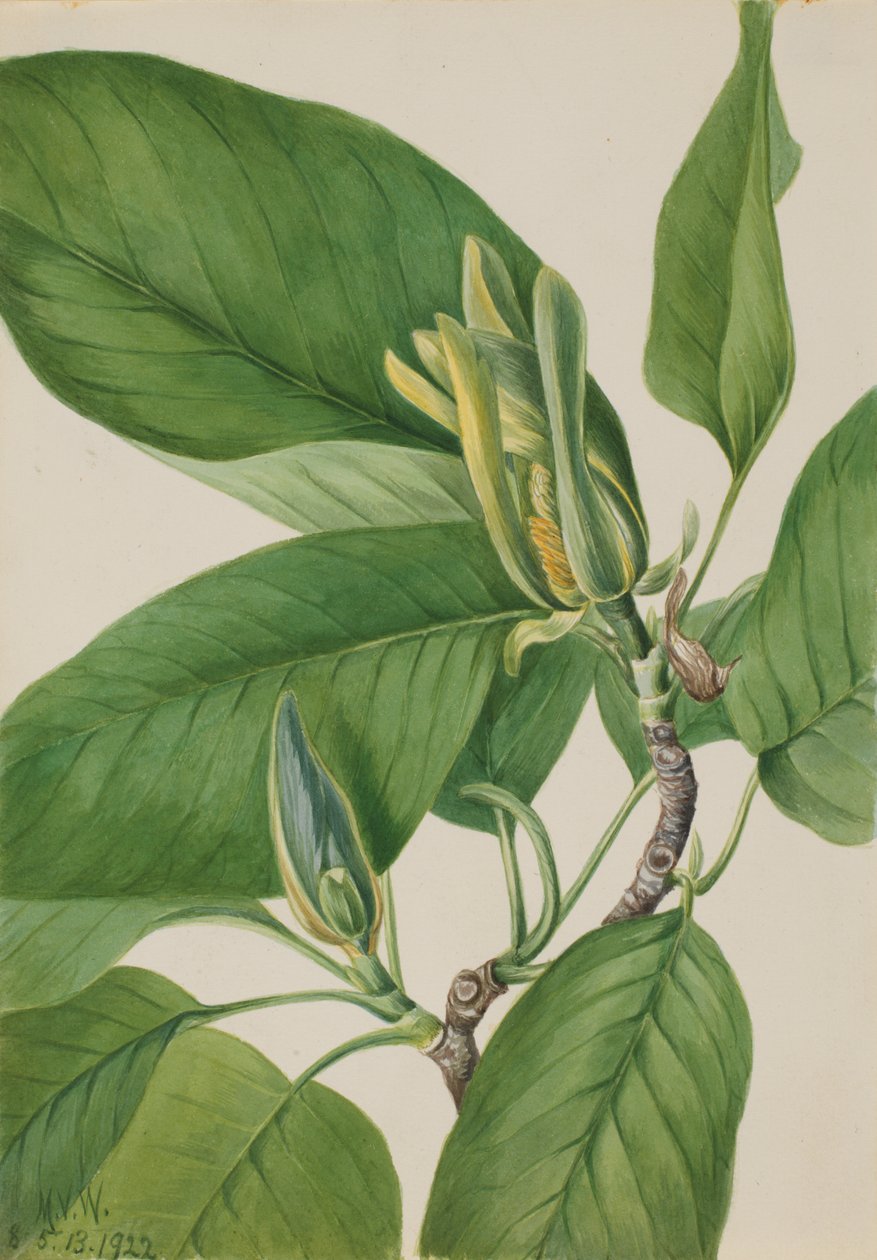 Okurkový strom Magnolia acuminata, 1922 od Mary Vaux Walcott