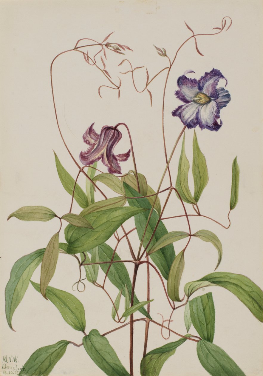 Plamének kudrnatý (Clematis crispa) od Mary Vaux Walcott
