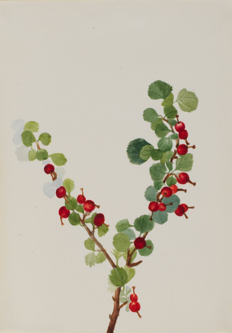 Rybíz nedokončený druh Ribes, n.d. od Mary Vaux Walcott