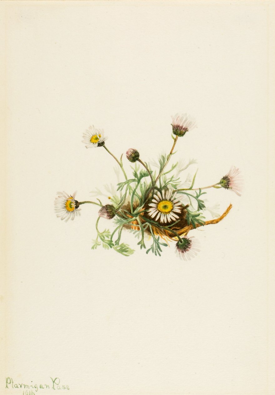Cut-Leaf Fleabane Erigeron Composite, 1916 od Mary Vaux Walcott
