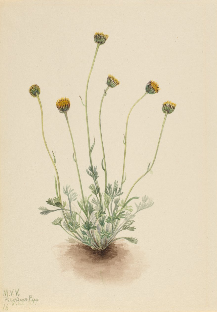 Cut Leaf Fleabane Erigeron nahý, 1921 od Mary Vaux Walcott
