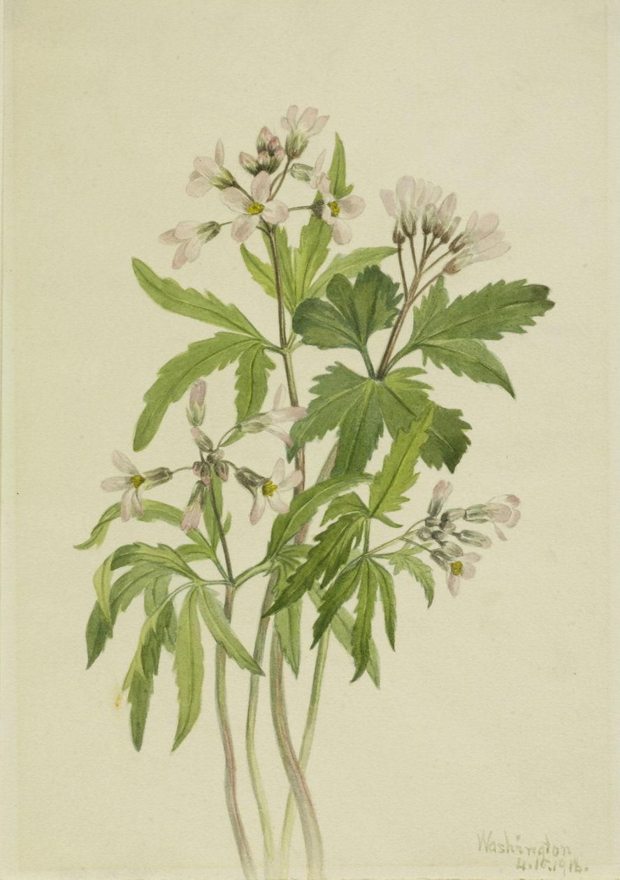 Zubnička řezaná (Dentaria laciniata) od Mary Vaux Walcott