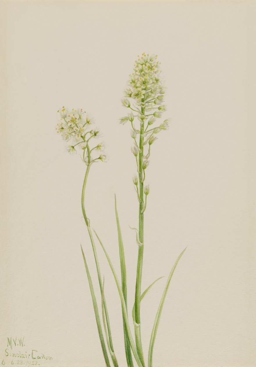 Camasus venenosus (Zygadenus venenosus) od Mary Vaux Walcott