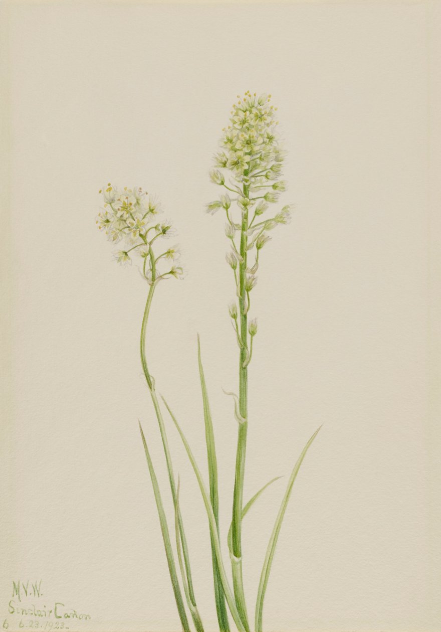 Smrt Camas Zygadenus venenosus, 1923 od Mary Vaux Walcott