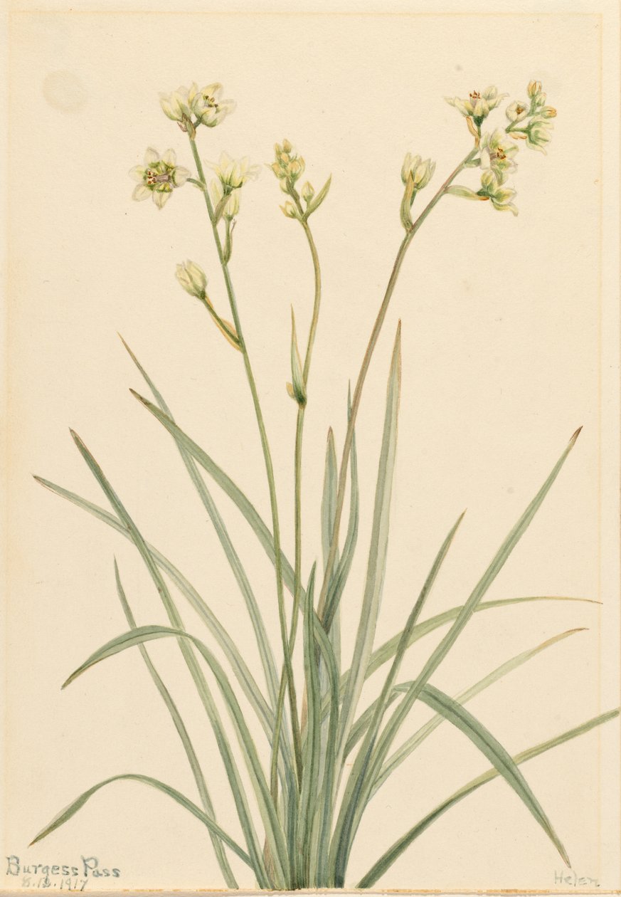 Smrtihlav (Zygadenus elegans) od Mary Vaux Walcott