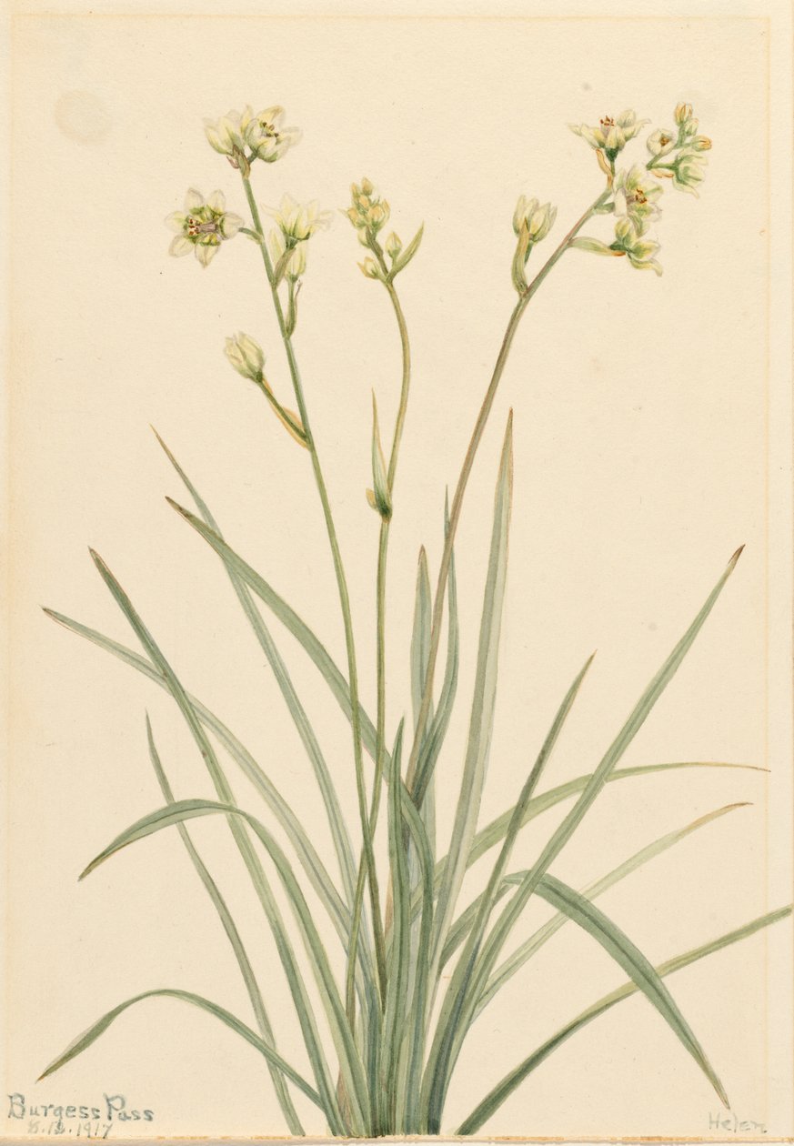 Deathcamas Zygadenus elegans, 1917. od Mary Vaux Walcott