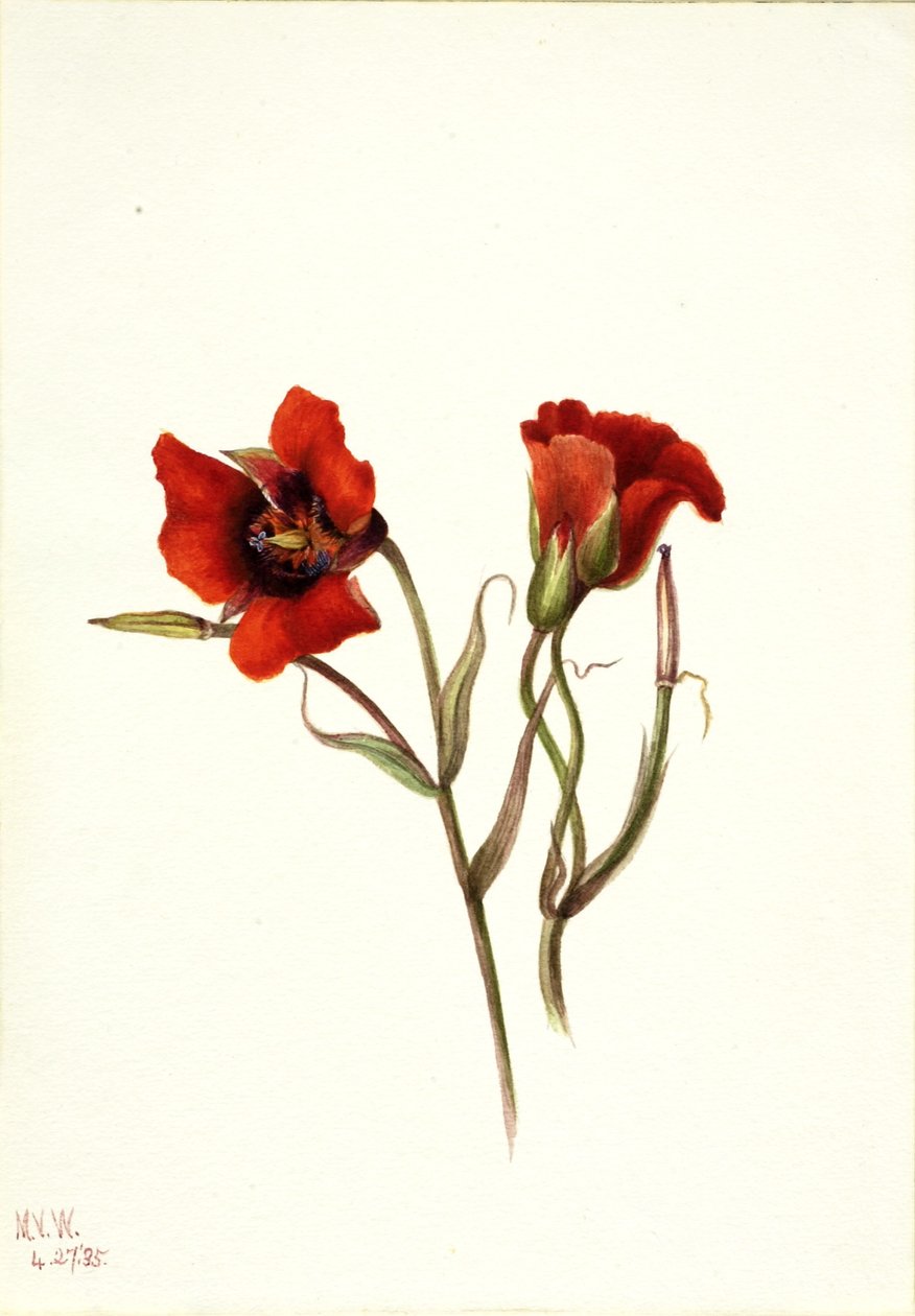 Pouštní mariposa (Calochortus kennedyi) od Mary Vaux Walcott