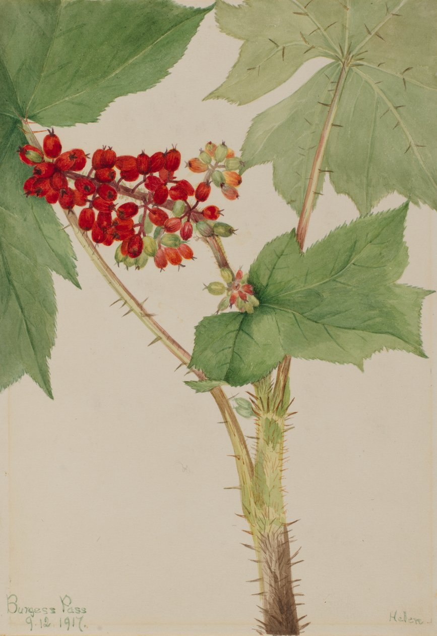 Devilsclub Echinopanax horridum, 1917 od Mary Vaux Walcott