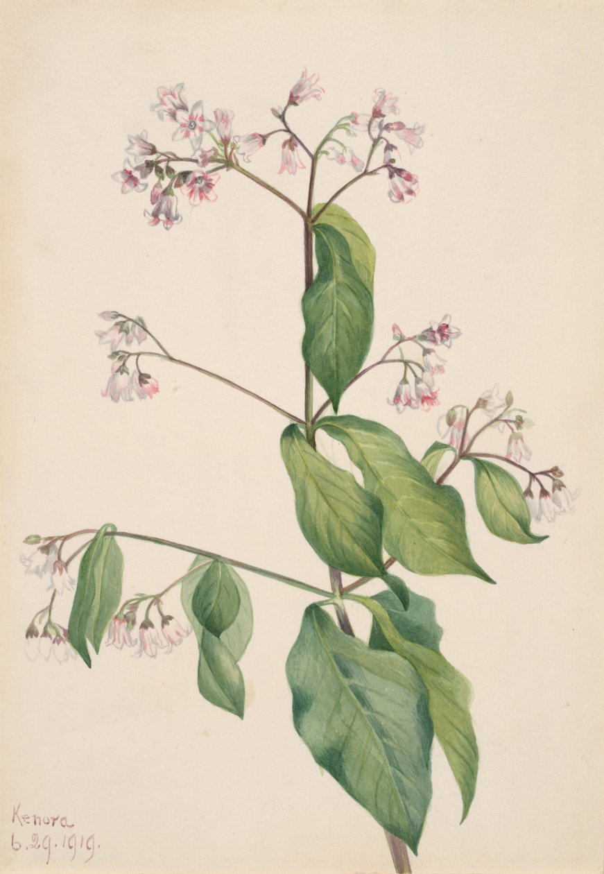 Dogbane Apocyum androsaemfolium, 1919. od Mary Vaux Walcott