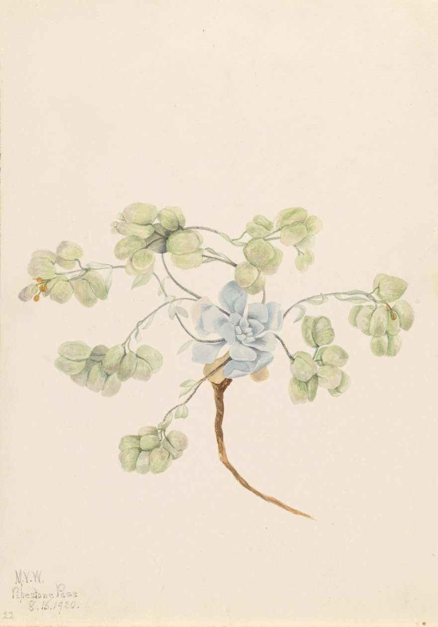 Měchýřovka dvojitá (Physaria didymocarpa) od Mary Vaux Walcott