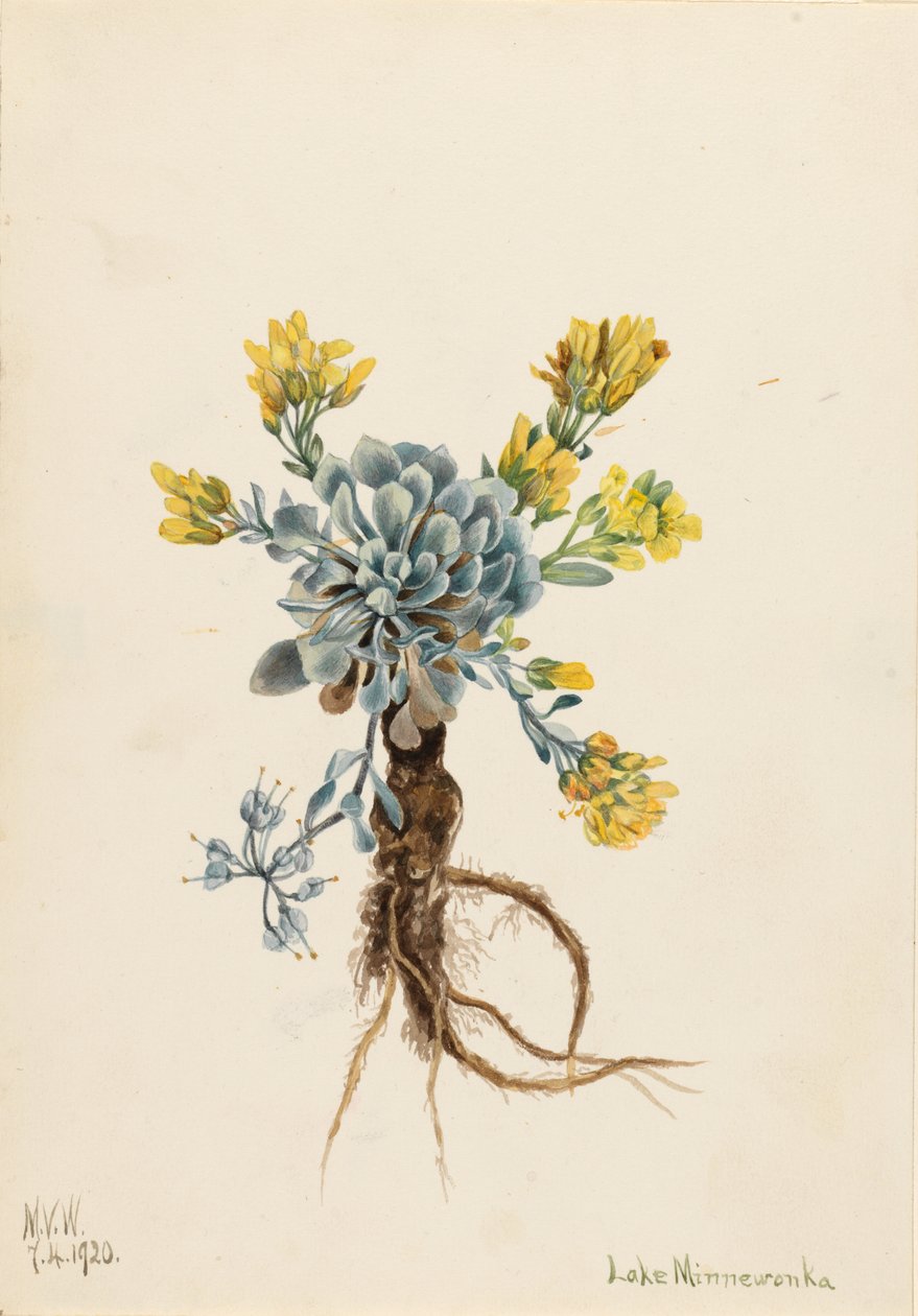 Měchýřovka dvojitá (Physaria didymocarpa) od Mary Vaux Walcott