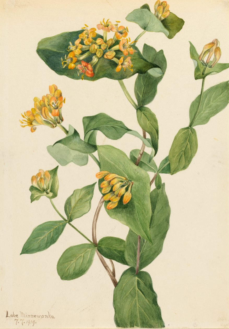 Zimolez Douglas Lonicera glaucescens, 1919. od Mary Vaux Walcott