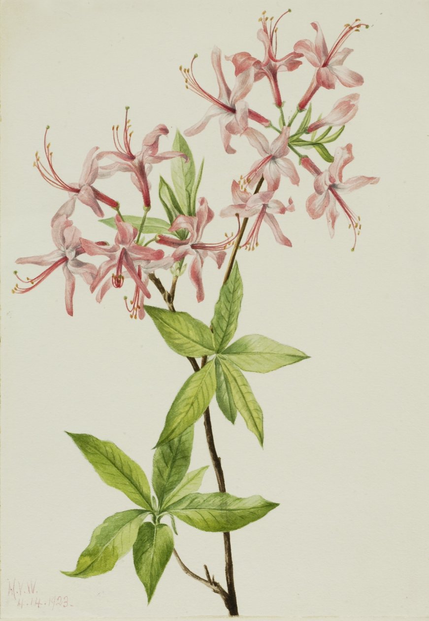 Pupalkovník kvetoucí (Azalea rosea) od Mary Vaux Walcott