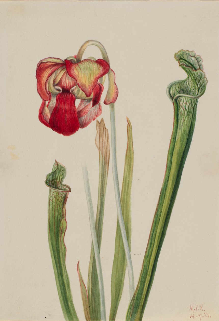 Drummondova džbánkovitá rostlina (Sarracenia drummondii) od Mary Vaux Walcott