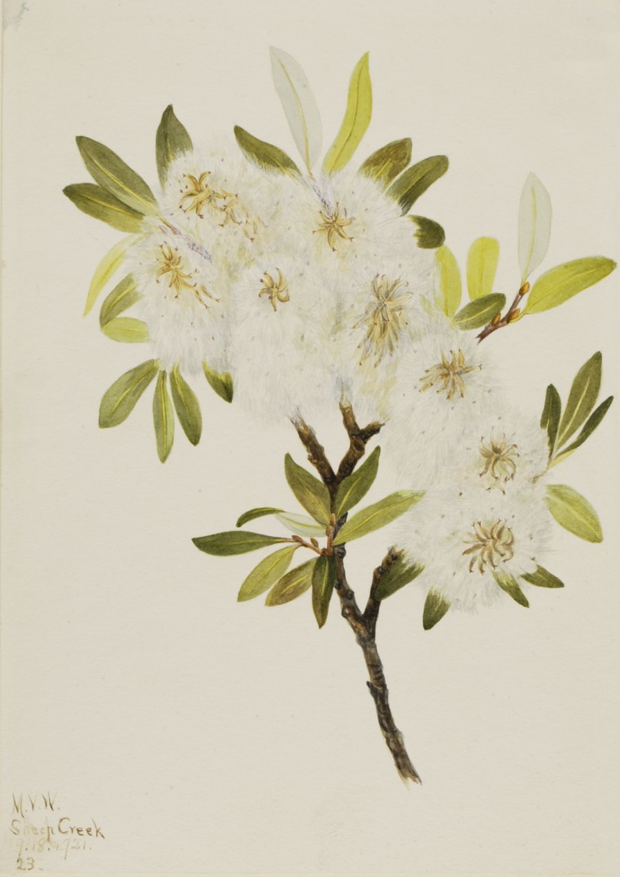 Drummond Willow Salix drummondiana, 1921. od Mary Vaux Walcott