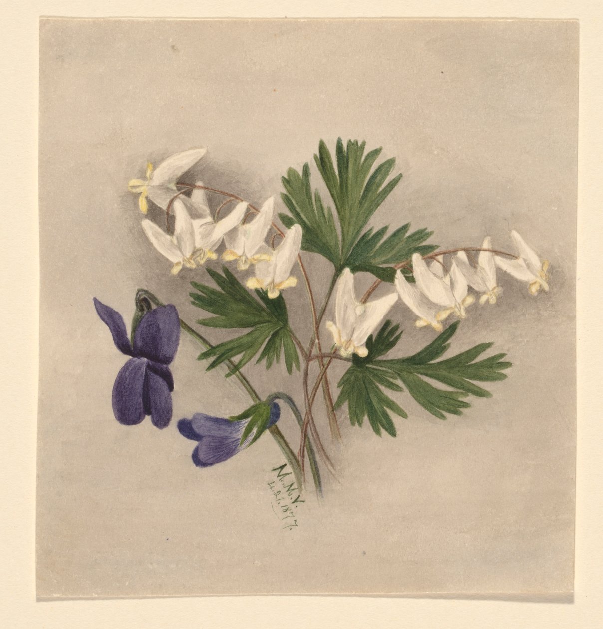 Holanďanská kukla (Bikukulla cucullaria) od Mary Vaux Walcott
