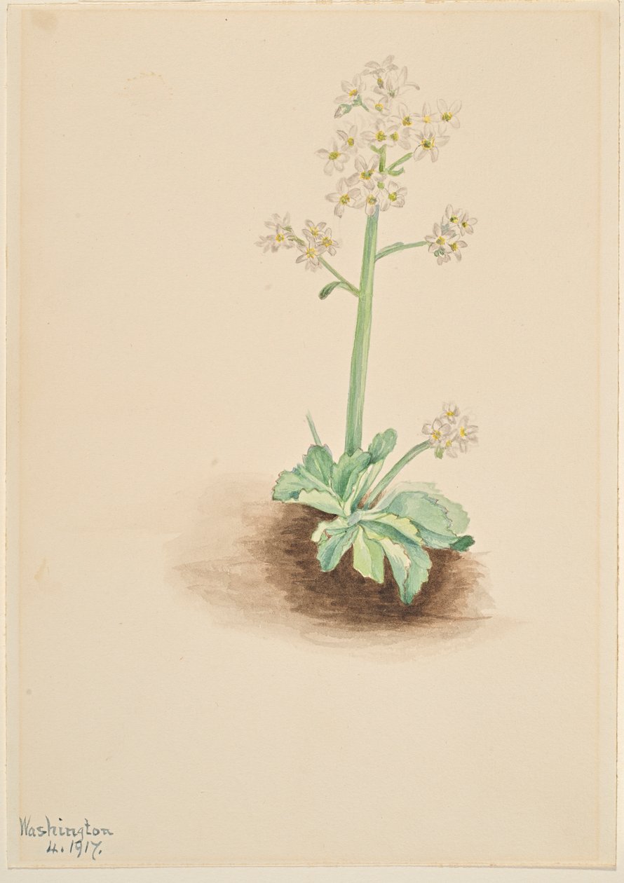 Lomikámen panenský (Saxifraga virginiensis) od Mary Vaux Walcott
