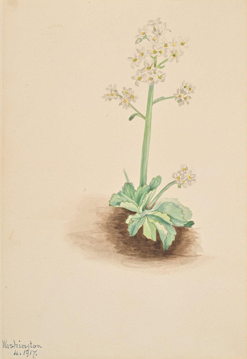 Saxifrage raný Saxifraga virginiensis, 1917. od Mary Vaux Walcott