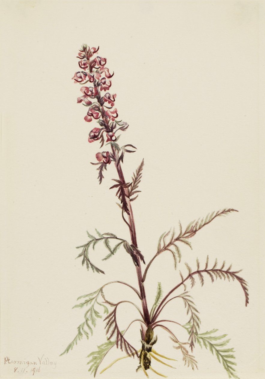 Sloní hlava (Pedicularis groenlandica) od Mary Vaux Walcott