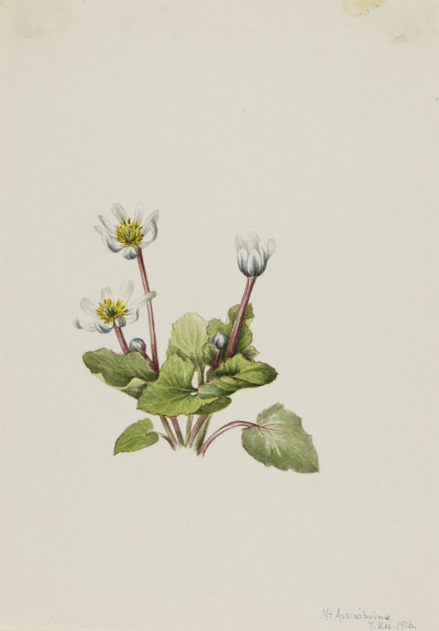 Elkslip (Caltha leptosepala) od Mary Vaux Walcott