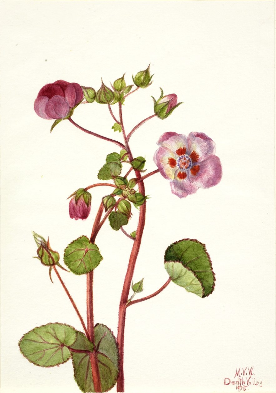 Eremalche rotundifolia od Mary Vaux Walcott