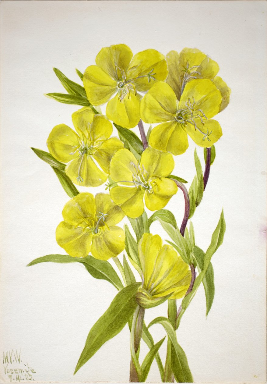 Večernice (Oenothera) od Mary Vaux Walcott