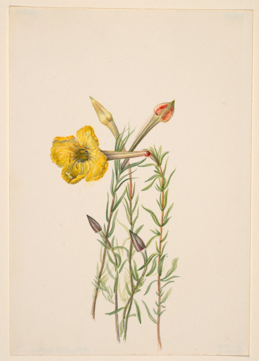 Večernice (Oenothera lavandalaefolia) od Mary Vaux Walcott
