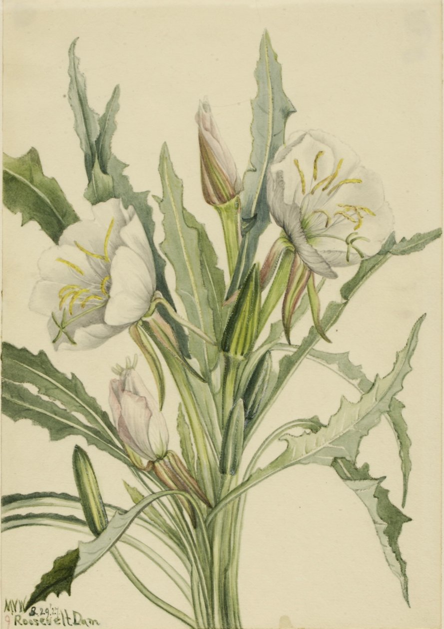 Večernice (Pachyoplus hirsutus) od Mary Vaux Walcott