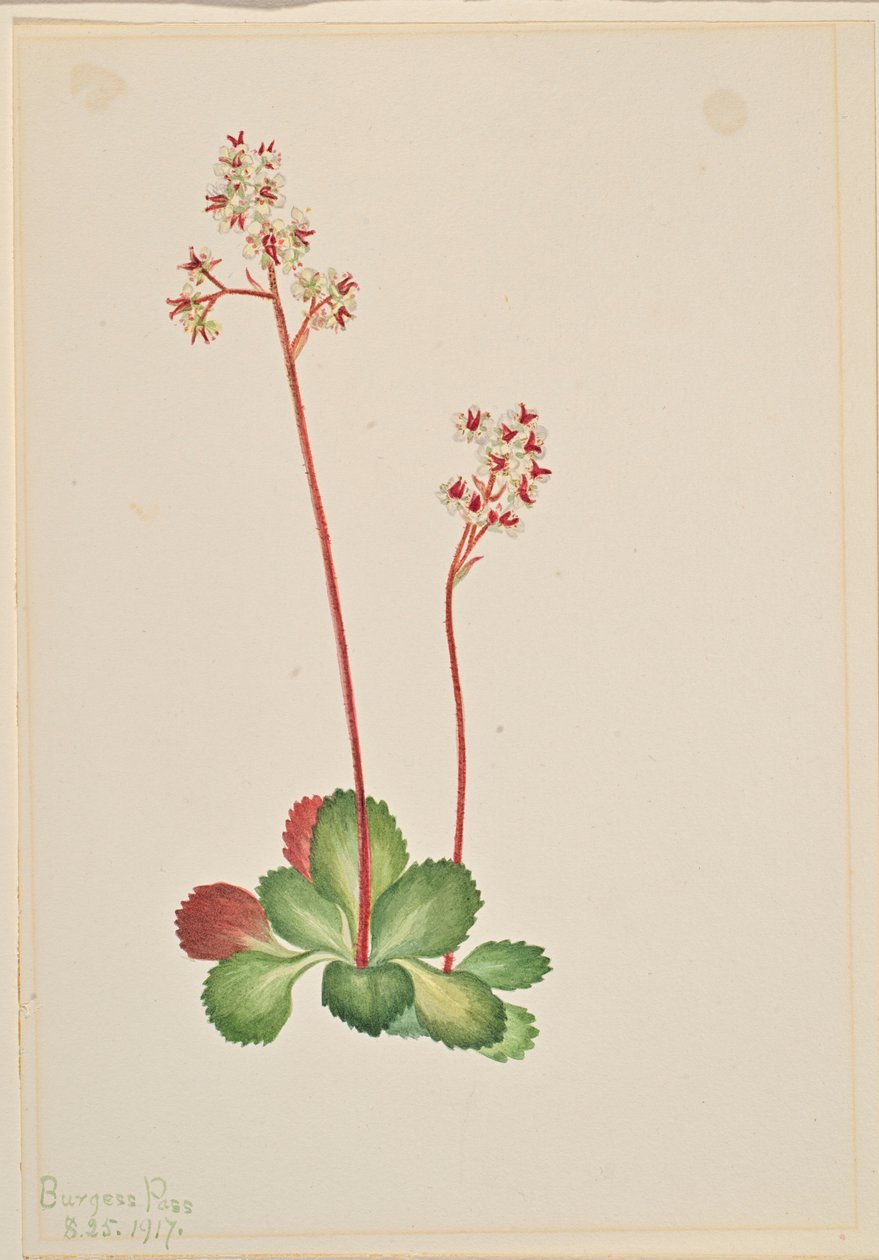 Lomikámen vždyzelený (Leptarrhena pyrolifolia) od Mary Vaux Walcott
