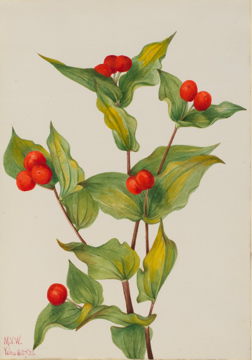 Zvonek pohádkový (Disporum hookeri) od Mary Vaux Walcott
