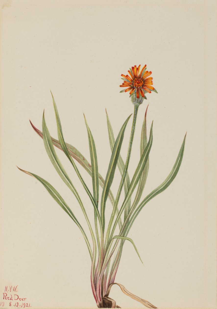 Pampeliška falešná Agoseris aurantiaca, 1921. od Mary Vaux Walcott