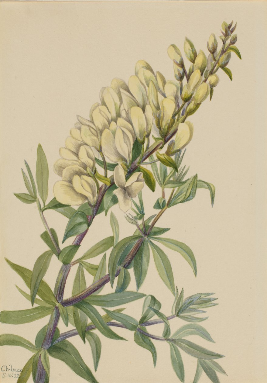 Falešný Indigo Baptista bructeata, 1932. od Mary Vaux Walcott