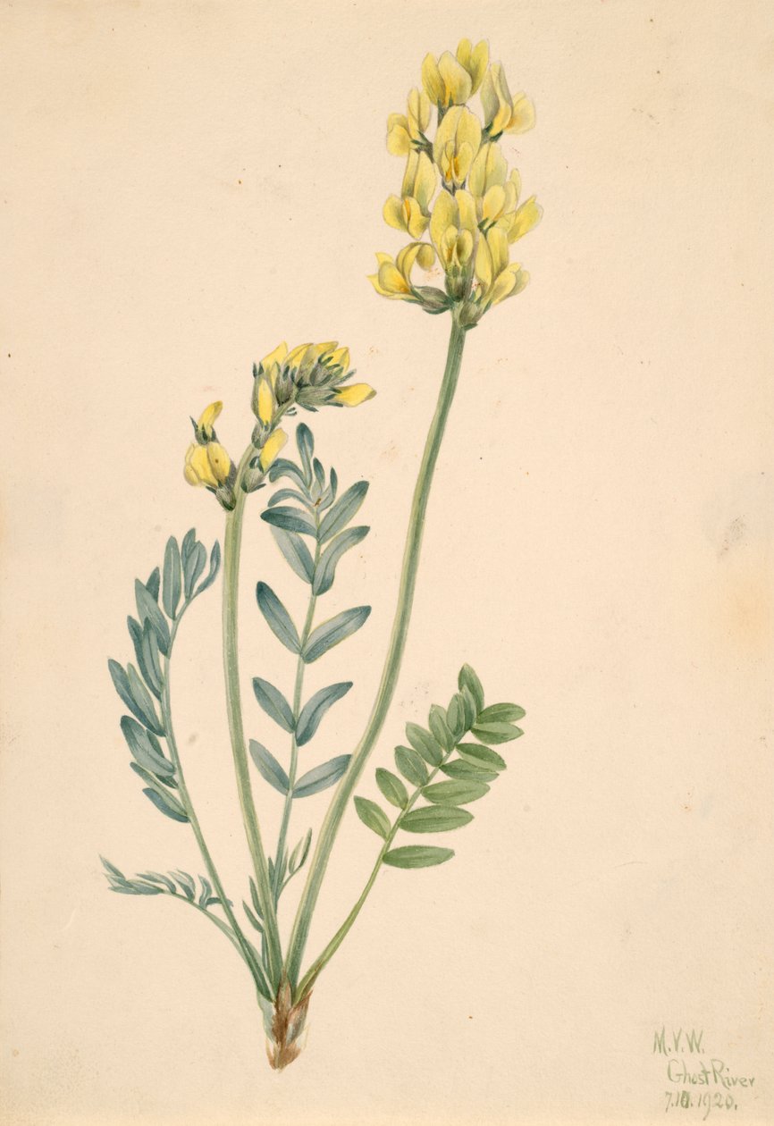 Falešná Locoweed Oxytropia gracilis, 1920. od Mary Vaux Walcott