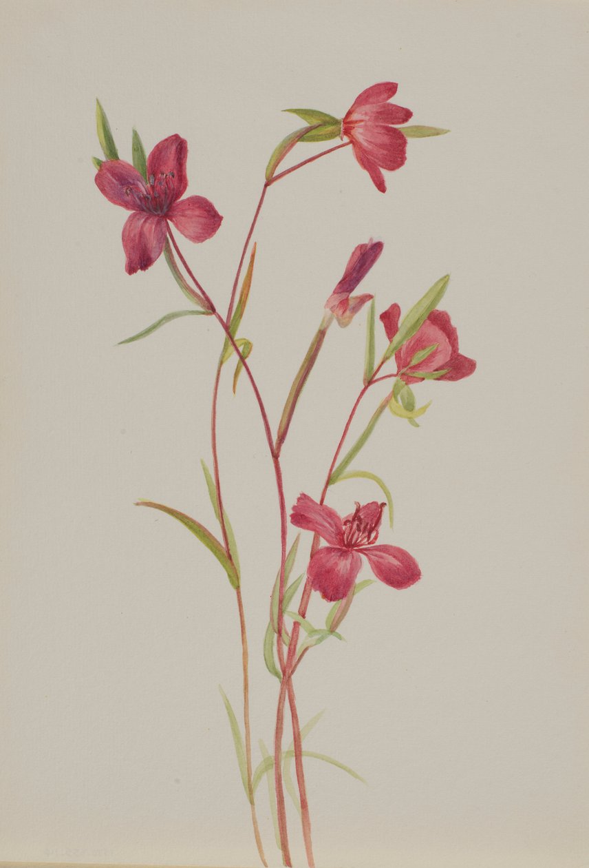 Loučení s jarem (Godetia amoena lilja) od Mary Vaux Walcott