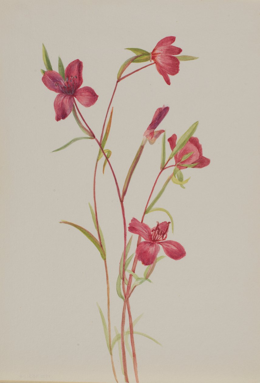 Sbohem jarní Godetia amoena lilie, ca. 30. léta 20. století. od Mary Vaux Walcott