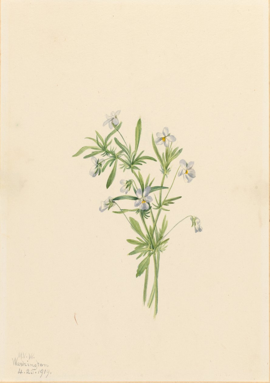 Fialka polní (Viola rafinesquii) od Mary Vaux Walcott