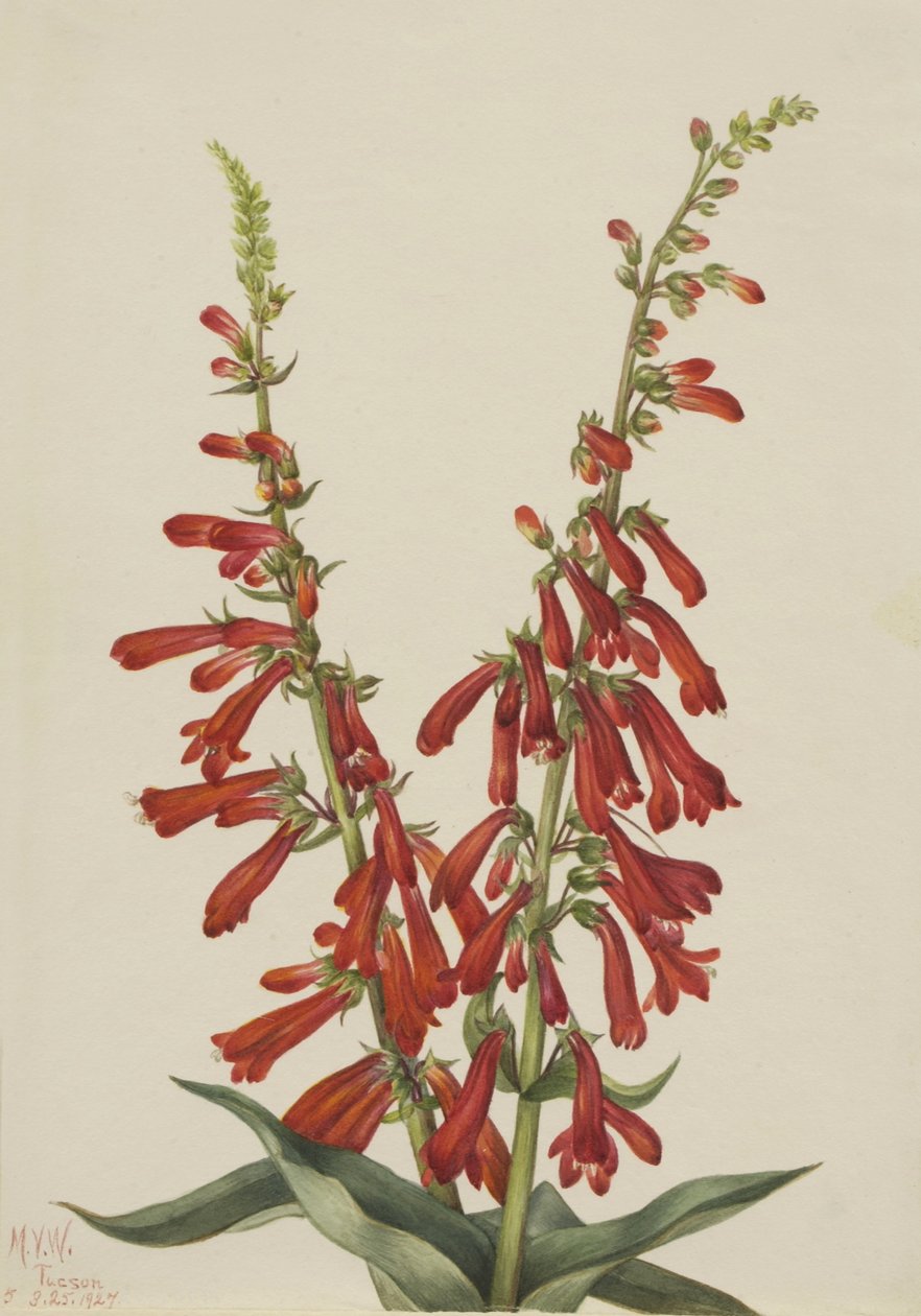 Pentstemon ohnivý (Pentstemon eatonii) od Mary Vaux Walcott