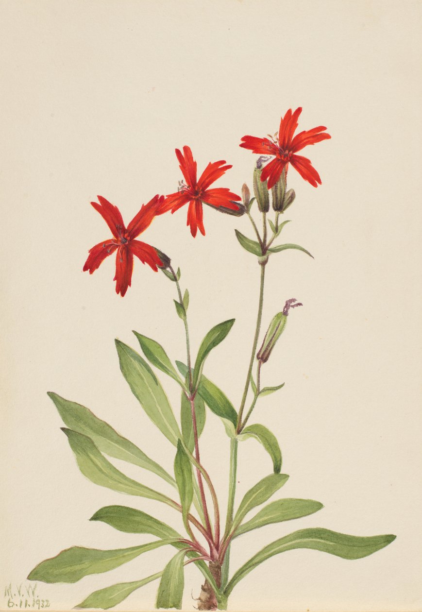 Ohnivě růžový (Silene virginica) od Mary Vaux Walcott