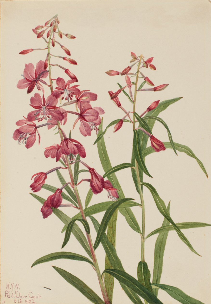 Fireweed Epilobium angustifolium, 1922. od Mary Vaux Walcott