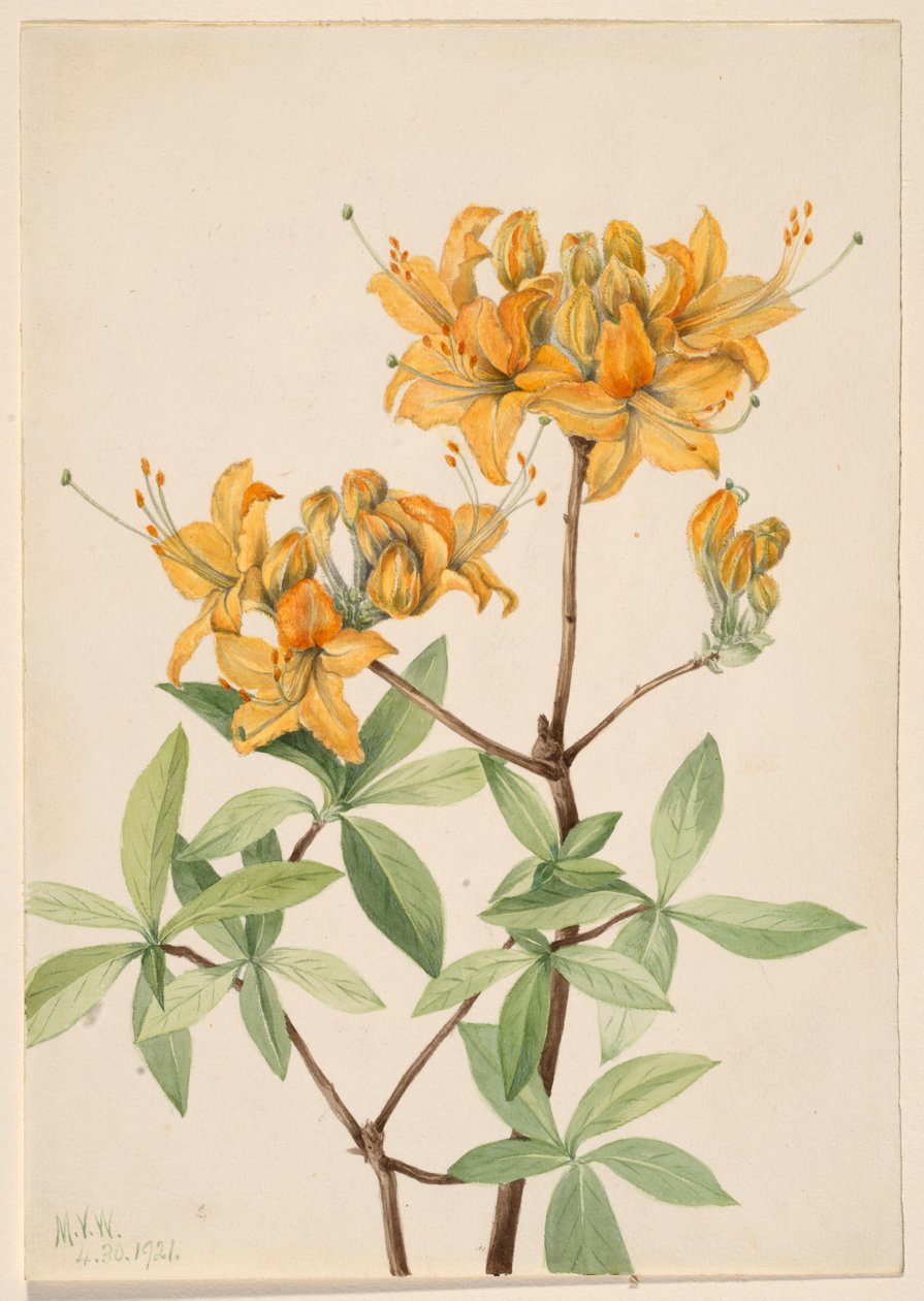 Azalka žlutá (Azalea lutea) od Mary Vaux Walcott