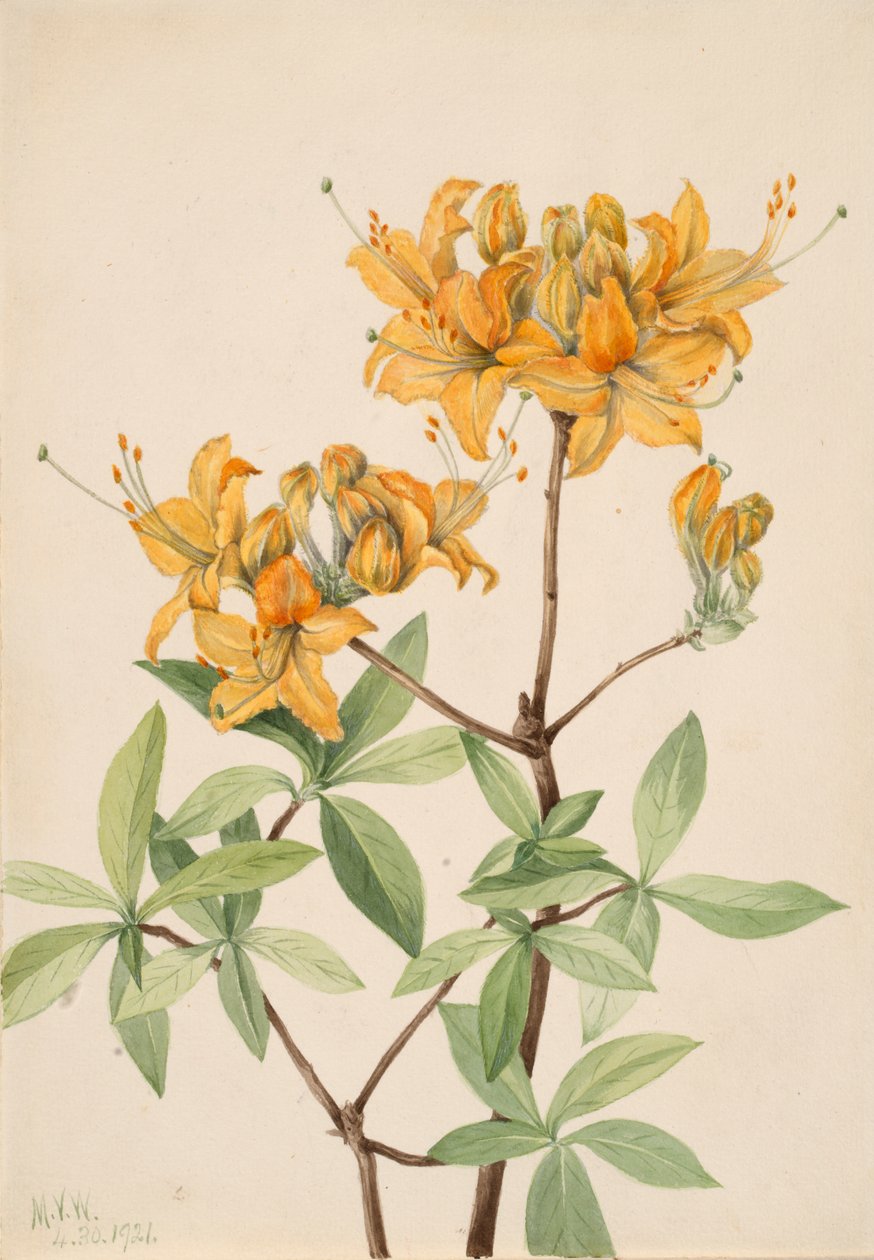 Flame Azalea Azalea lutea, 1921. od Mary Vaux Walcott